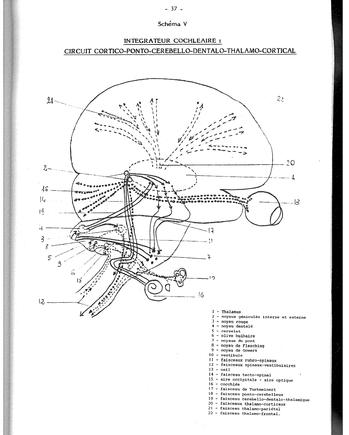 Schema X — Entwicklung der Baumzeichnung