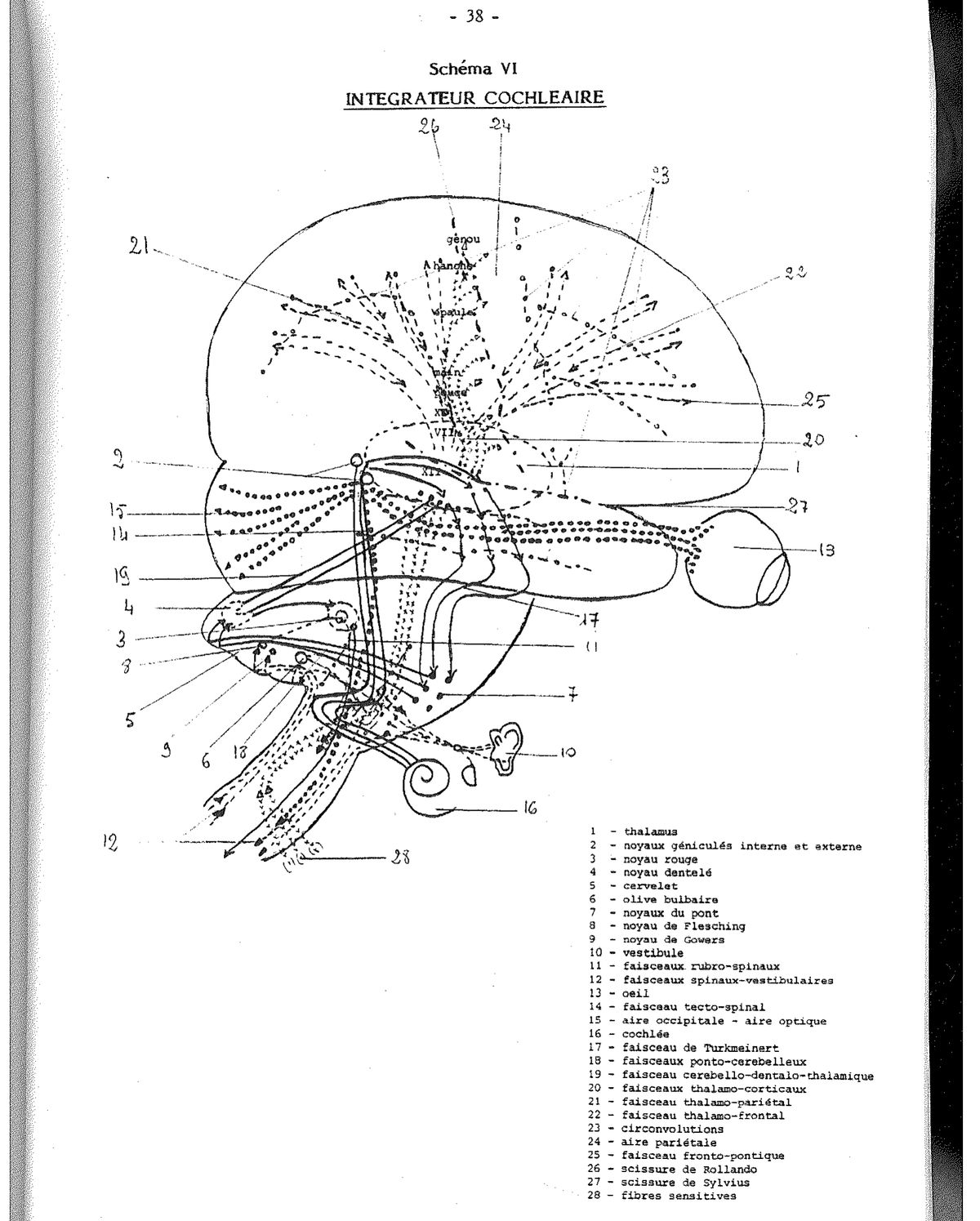 Schema XI — Entwicklung der Hauszeichnung